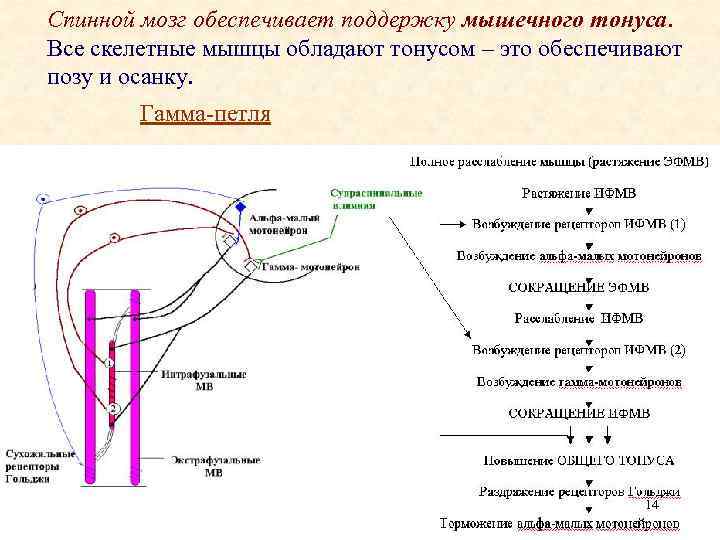 Спинной мозг обеспечивает поддержку мышечного тонуса. Все скелетные мышцы обладают тонусом – это обеспечивают