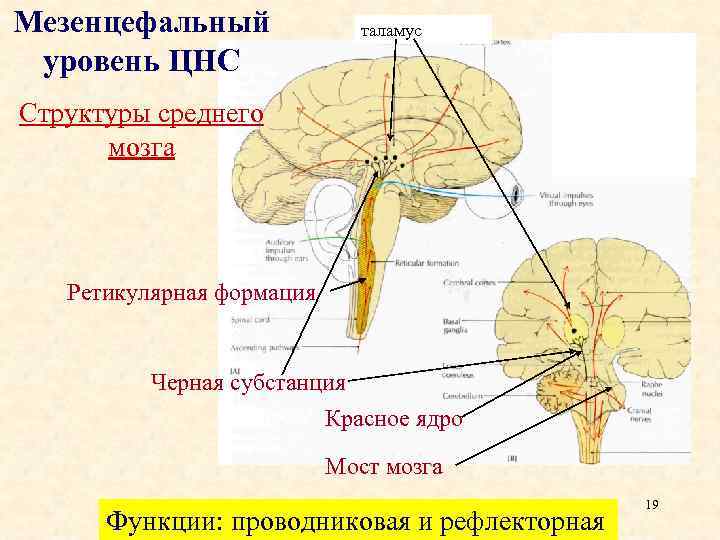 Мезенцефальный уровень ЦНС таламус Структуры среднего мозга Ретикулярная формация Черная субстанция Красное ядро Мост