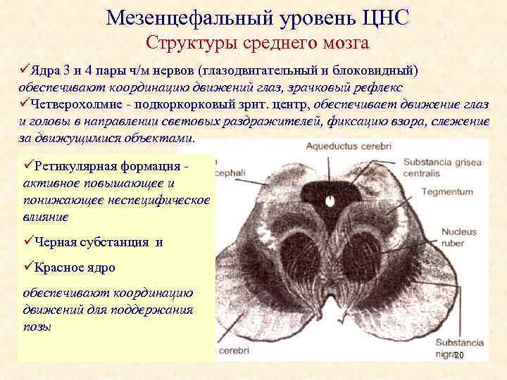 Мезенцефальный уровень ЦНС Структуры среднего мозга üЯдра 3 и 4 пары ч/м нервов (глазодвигательный