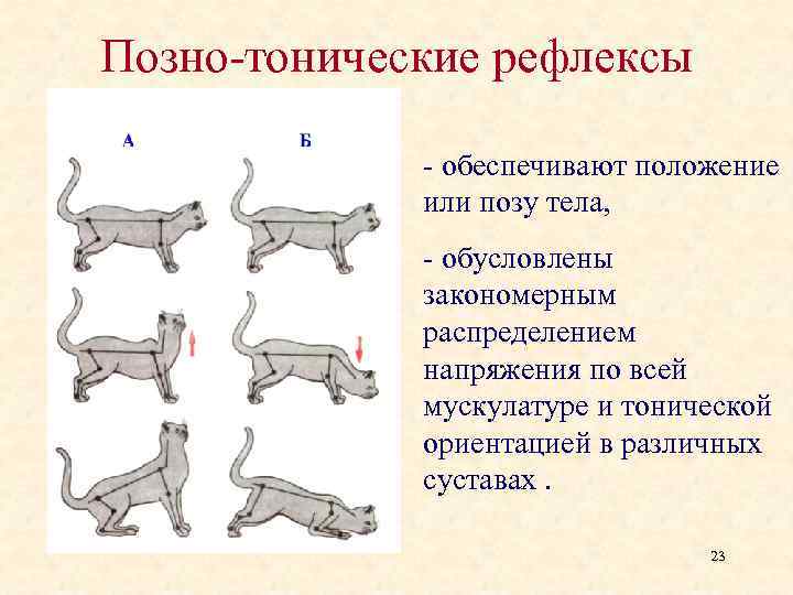 Позно-тонические рефлексы - обеспечивают положение или позу тела, - обусловлены закономерным распределением напряжения по