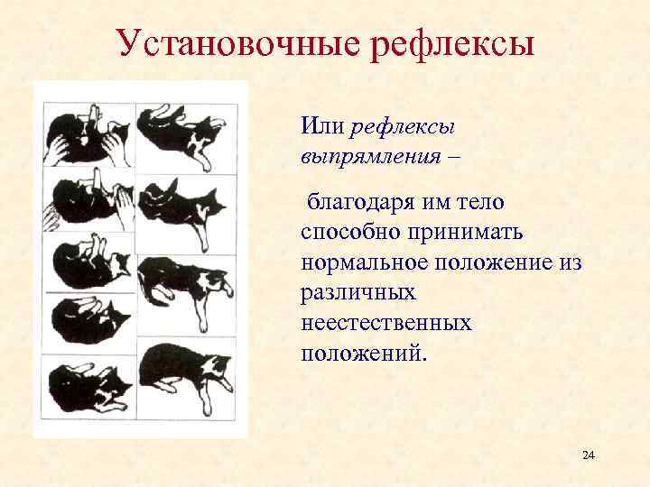 Установочные рефлексы Или рефлексы выпрямления – благодаря им тело способно принимать нормальное положение из