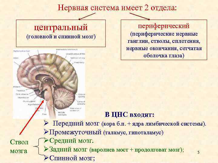 Нервная система имеет 2 отдела: центральный (головной и спинной мозг) периферический (периферические нервные ганглии,