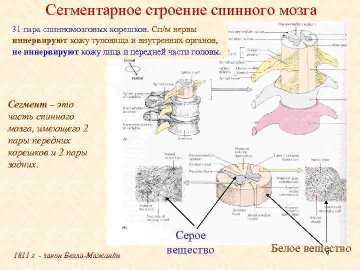 Какая структура спинного мозга выделена на рисунке