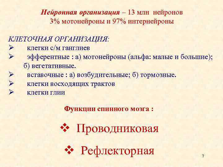 Нейронная организация – 13 млн нейронов 3% мотонейроны и 97% интернейроны КЛЕТОЧНАЯ ОРГАНИЗАЦИЯ: Ø