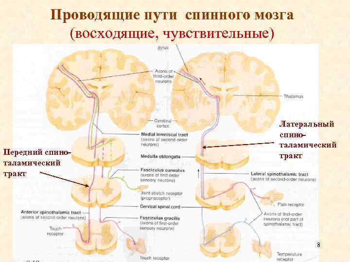 Проводящие пути спинного мозга (восходящие, чувствительные) Передний спиноталамический тракт Латеральный спиноталамический тракт 8 