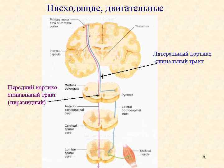 Кортико нуклеарный путь схема