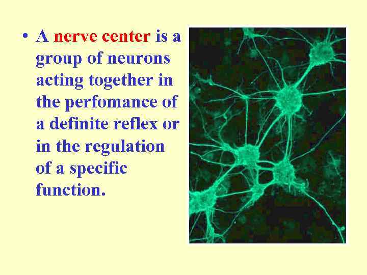  • A nerve center is a group of neurons acting together in the