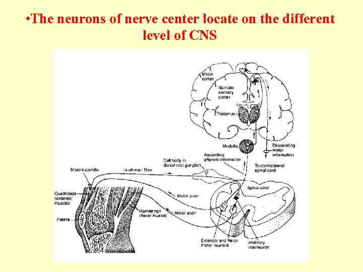  • The neurons of nerve center locate on the different level of CNS