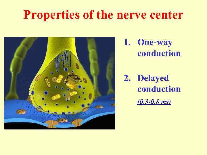 Properties of the nerve center 1. One-way conduction 2. Delayed conduction (0, 3 -0,