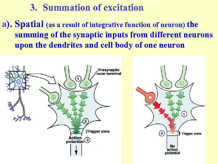 3. Summation of excitation а). Spatial (as a result of integrative function of neuron)