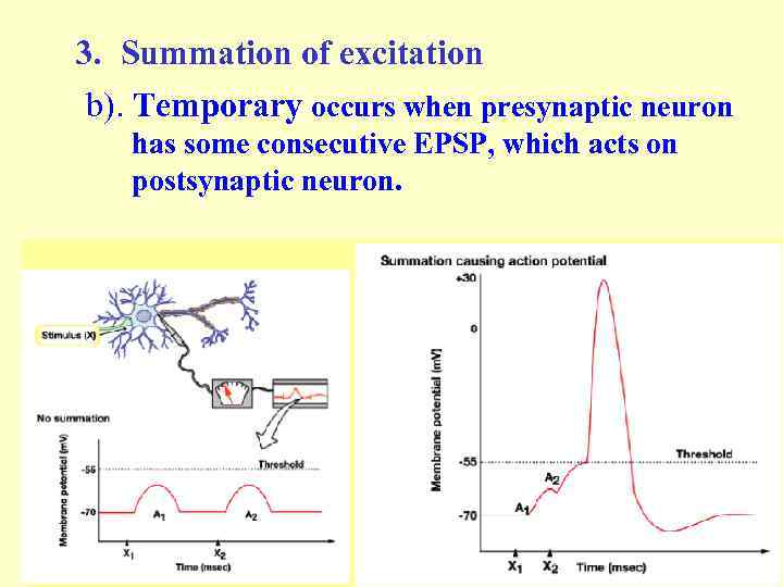 3. Summation of excitation b). Temporary occurs when presynaptic neuron has some consecutive EPSP,