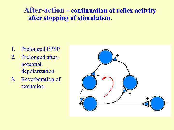 After-action – continuation of reflex activity after stopping of stimulation. 1. Prolonged EPSP 2.