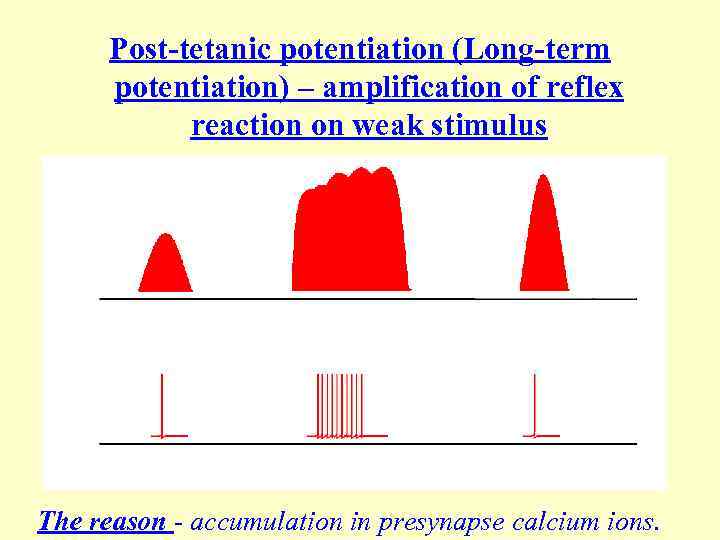 Post-tetanic potentiation (Long-term potentiation) – amplification of reflex reaction on weak stimulus The reason