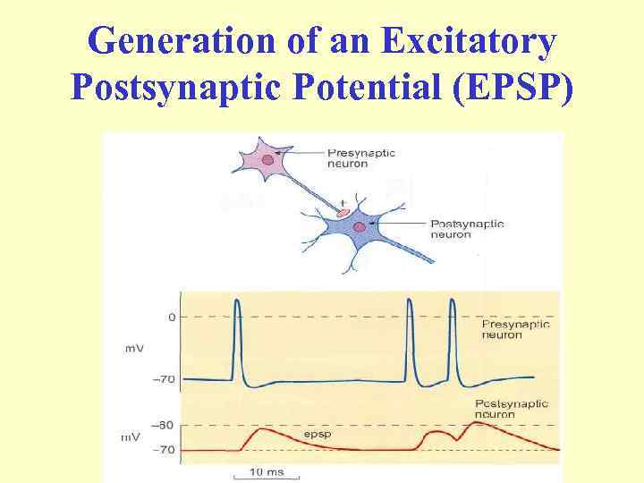 Generation of an Excitatory Postsynaptic Potential (EPSP) 