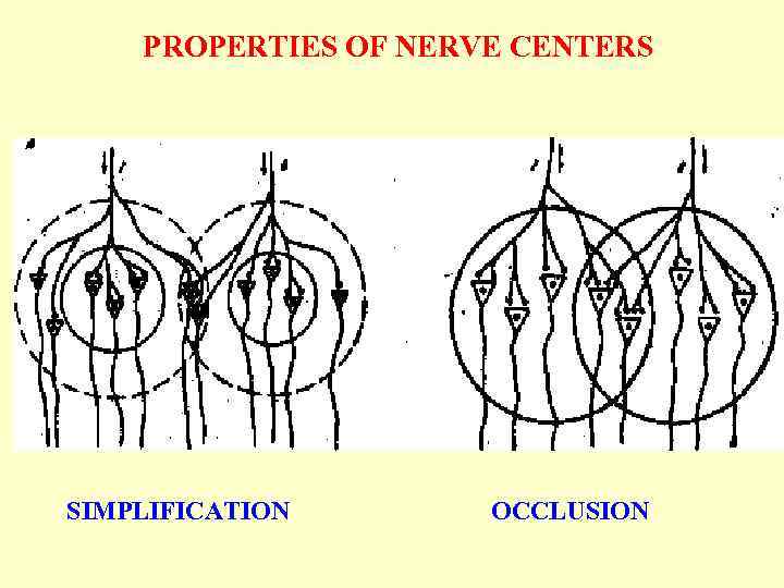 PROPERTIES OF NERVE CENTERS SIMPLIFICATION OCCLUSION 