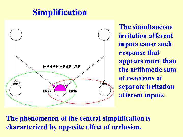 Simplification EPSP+ EPSP=AP EPSP The simultaneous irritation afferent inputs cause such response that appears