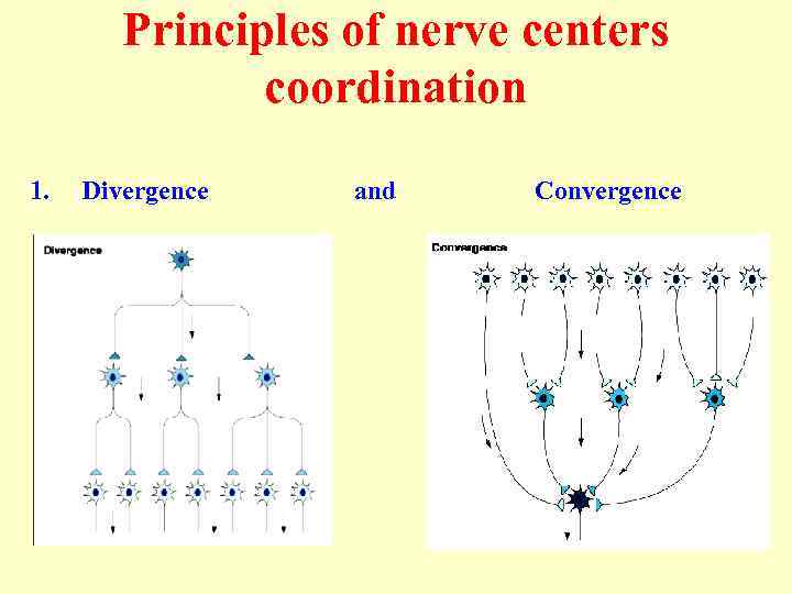 Principles of nerve centers coordination 1. Divergence and Convergence 