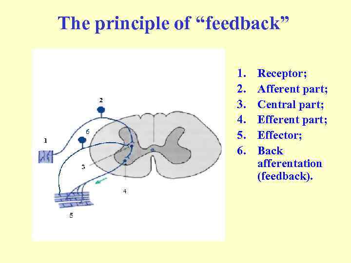 The principle of “feedback” 1. 2. 3. 4. 5. 6. Receptor; Afferent part; Central