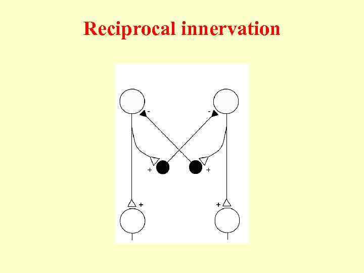 Reciprocal innervation 