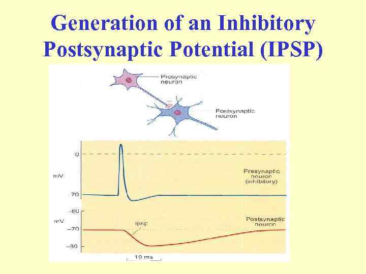 Generation of an Inhibitory Postsynaptic Potential (IPSP) 