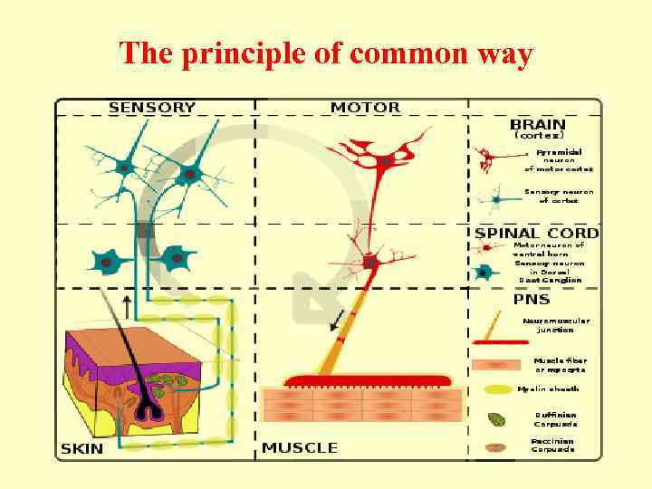 The principle of common way 