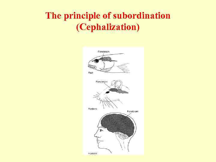 The principle of subordination (Cephalization) 