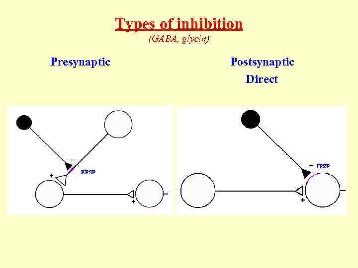 Types of inhibition (GABA, glycin) Presynaptic EPSP Postsynaptic Direct IPSP 