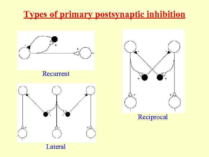 Types of primary postsynaptic inhibition Recurrent Reciprocal Lateral 