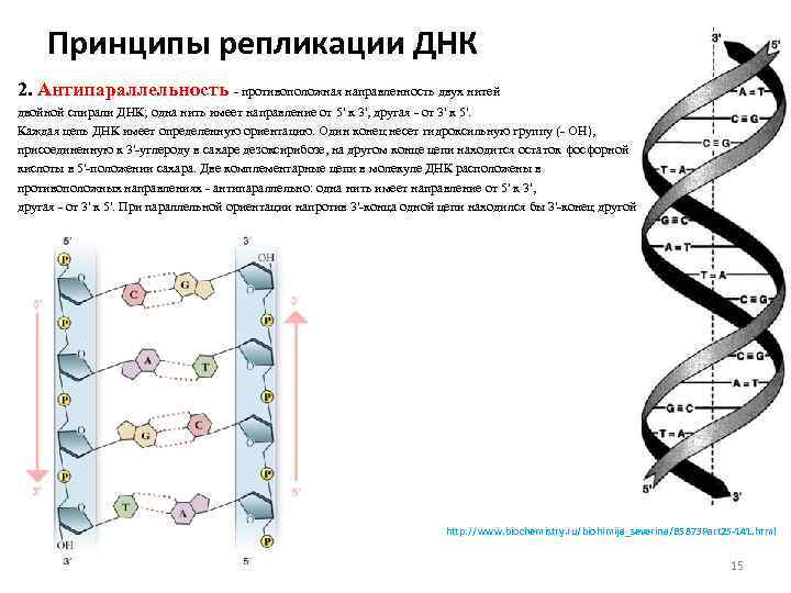 Принципы репликации ДНК 2. Антипараллельность - противоположная направленность двух нитей двойной спирали ДНК; одна