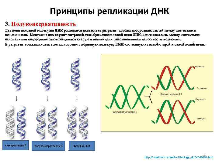 Днк компьютер принцип работы