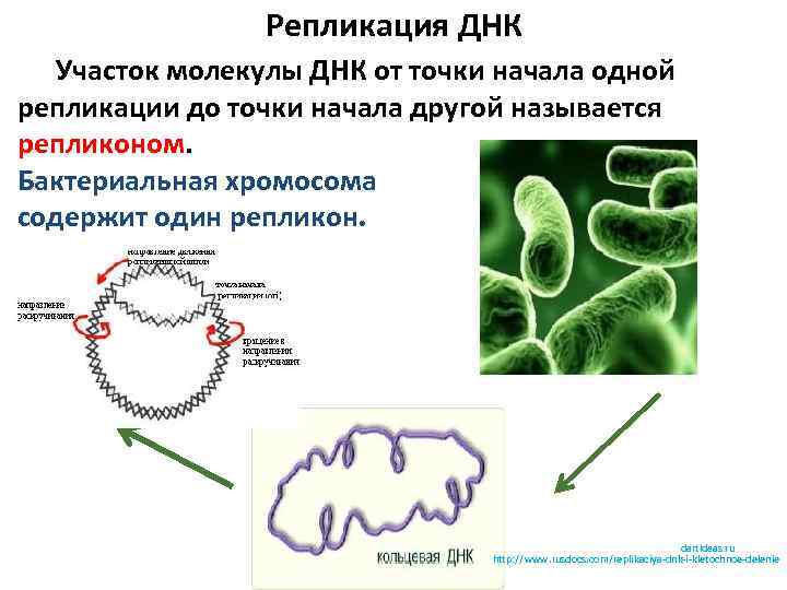 Репликация ДНК Участок молекулы ДНК от точки начала одной репликации до точки начала другой