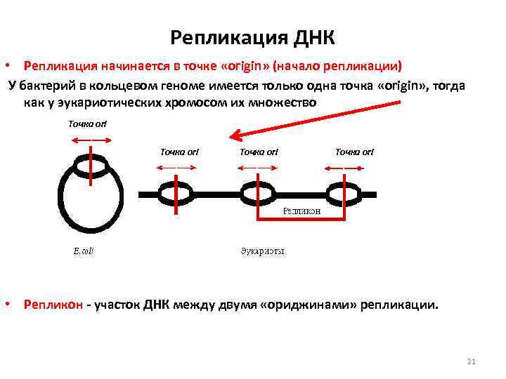 Репликация ДНК • Репликация начинается в точке «origin» (начало репликации) У бактерий в кольцевом