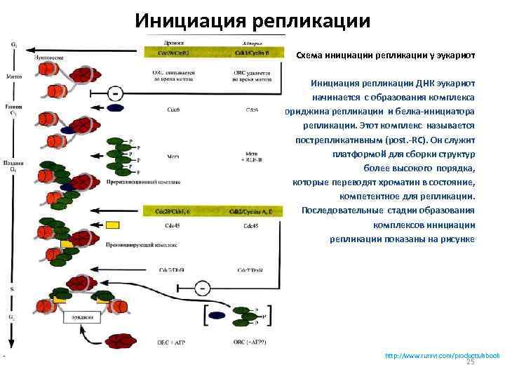 Инициация репликации Схема инициации репликации у эукариот Инициация репликации ДНК эукариот начинается с образования