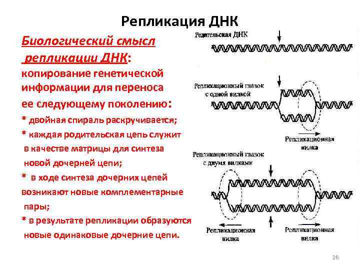 Происходят реакции матричного синтеза. Репликация ДНК биохимия. Биологический смысл репликации. Поток генетической информации. Биологическое значение репликации.