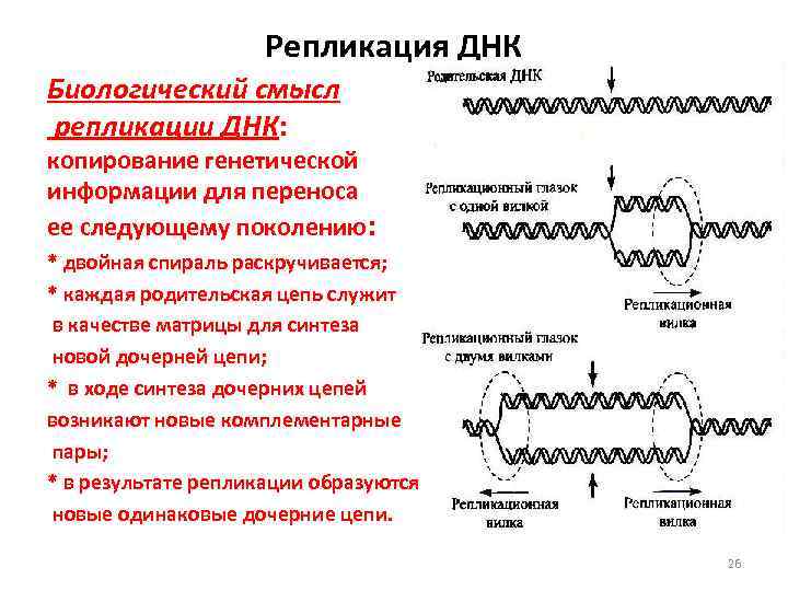 Копии днк