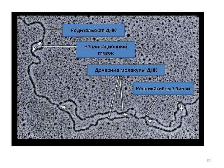 Родительская ДНК Репликационный глазок Дочерние молекулы ДНК Репликативные вилки 27 