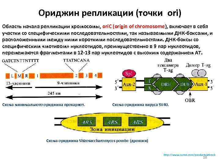 Ориджин репликации (точки ori) Область начала репликации хромосомы, оri. С (origin of chromosome), включает