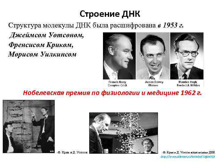 Строение ДНК Структура молекулы ДНК была расшифрована в 1953 г. Джеймсом Уотсоном, Френсисом Криком,