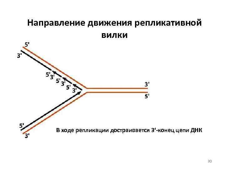 Направление движения репликативной вилки В ходе репликации достраивается 3ʹ-конец цепи ДНК 30 