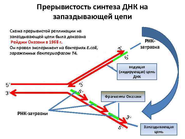 Рефлекса циона людвига блок схема