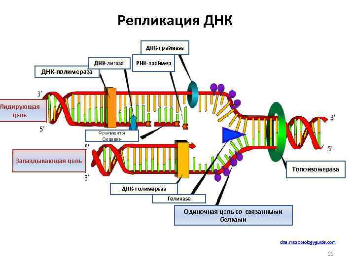 Репликация ДНК-праймаза ДНК-лигаза РНК-праймер ДНК-полимераза Лидирующая цепь Фрагменты Оказаки Запаздывающая цепь Топоизомераза ДНК-полимераза Геликаза