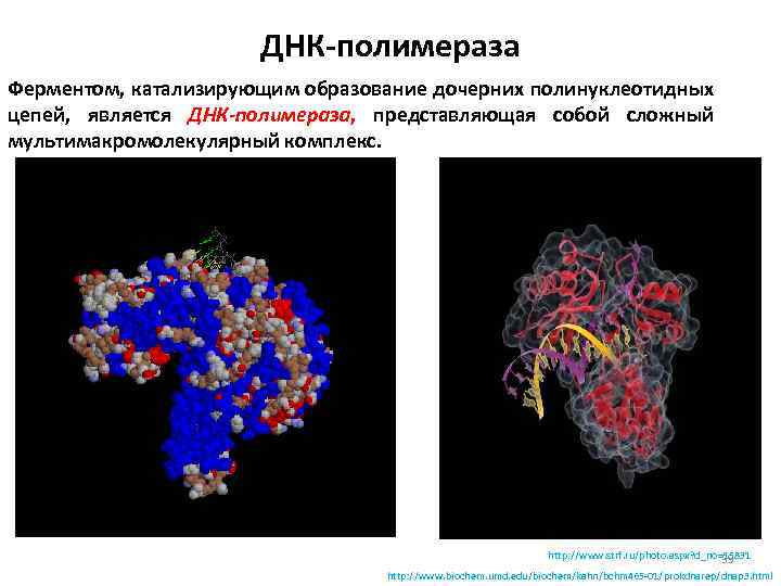 ДНК-полимераза Ферментом, катализирующим образование дочерних полинуклеотидных цепей, является ДНК-полимераза, представляющая собой сложный мультимакромолекулярный комплекс.