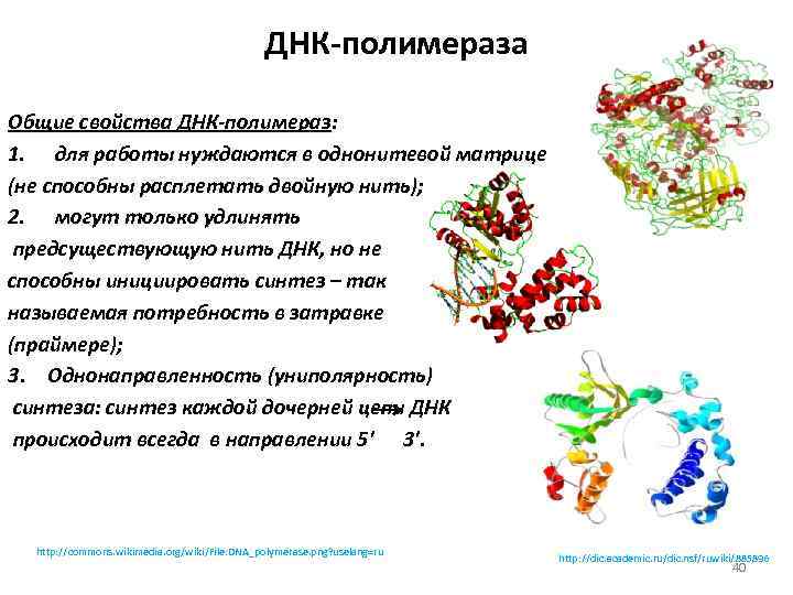 Днк полимераза картинка