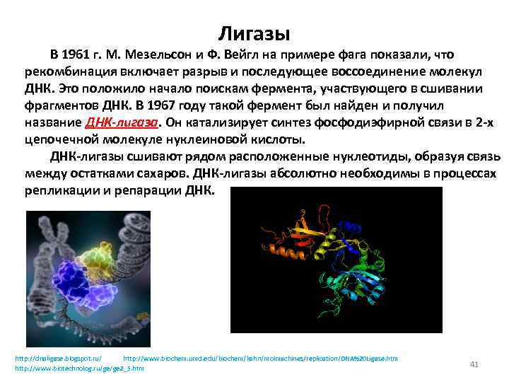 Лигазы В 1961 г. М. Мезельсон и Ф. Вейгл на примере фага показали, что