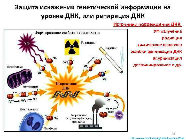 Защита искажения генетической информации на уровне ДНК, или репарация ДНК Источники повреждения ДНК: УФ