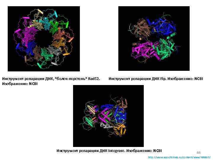 Инструмент репарации ДНК, *белок-перстень* Rad 52. Изображение: NCBI Инструмент репарации ДНК Flp. Изображение: NCBI