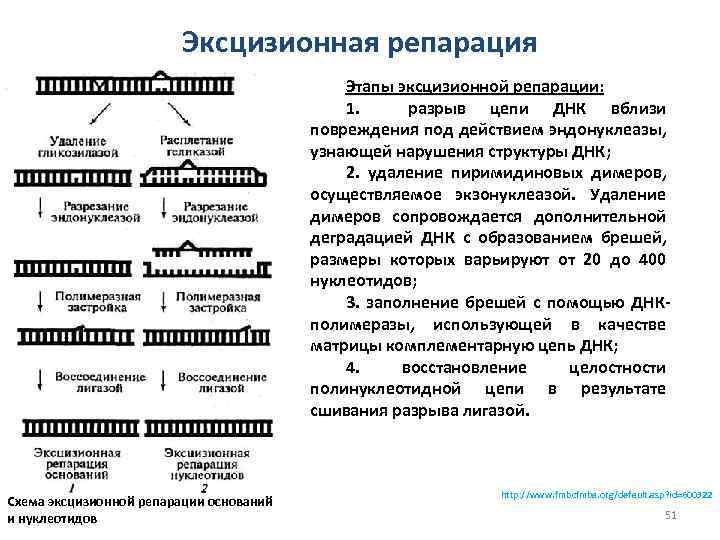 Эксцизионная репарация Этапы эксцизионной репарации: 1. разрыв цепи ДНК вблизи повреждения под действием эндонуклеазы,
