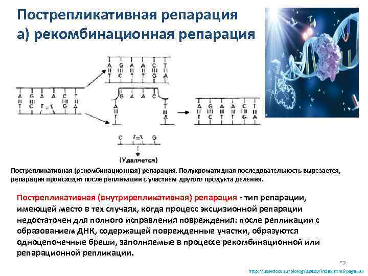 Пострепликативная репарация а) рекомбинационная репарация Пострепликативная (рекомбинационная) репарация. Полухроматидная последовательность вырезается, репарация происходит после