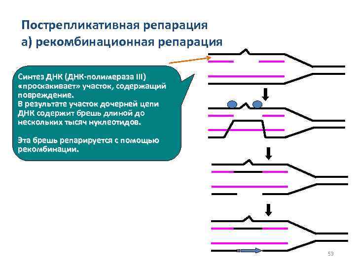 Пострепликативная репарация а) рекомбинационная репарация Синтез ДНК (ДНК-полимераза III) «проскакивает» участок, содержащий повреждение. В