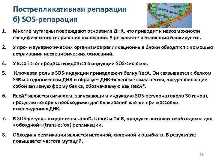 Пострепликативная репарация б) SOS-репарация 1. Многие мутагены повреждают основания ДНК, что приводит к невозможности